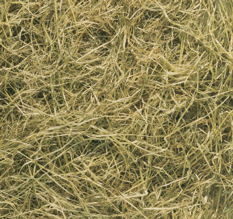 Horse dinner haylage